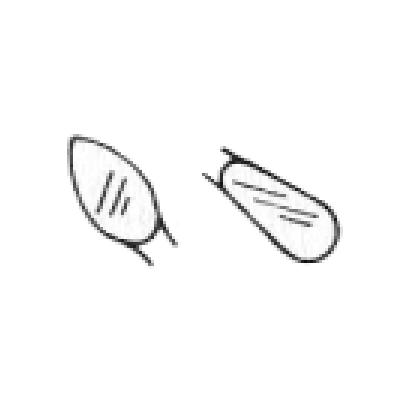 Carver